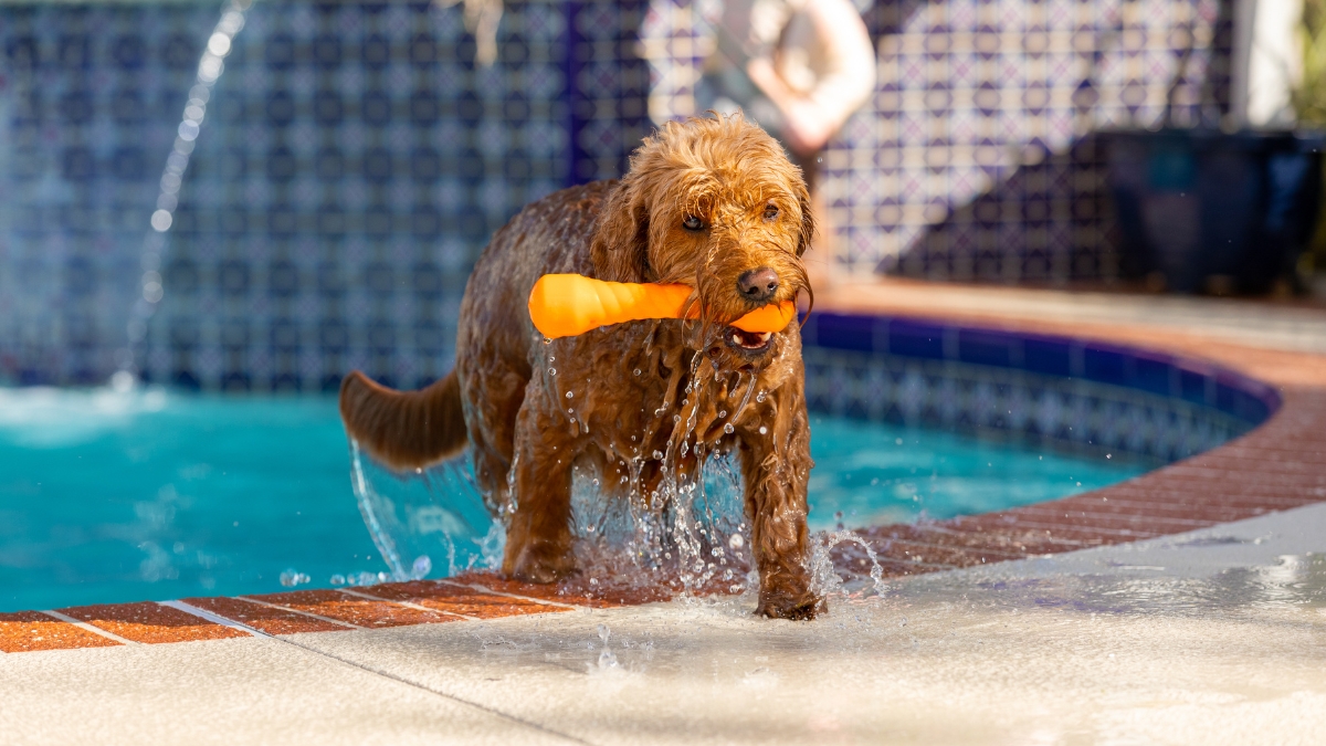 Enhance Your Dog's Pool Playtime with the Best Pool Toys