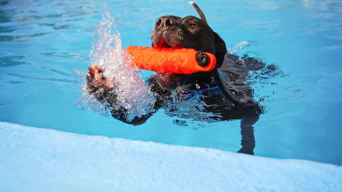 Dogs Swim